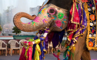 Indian_elephant